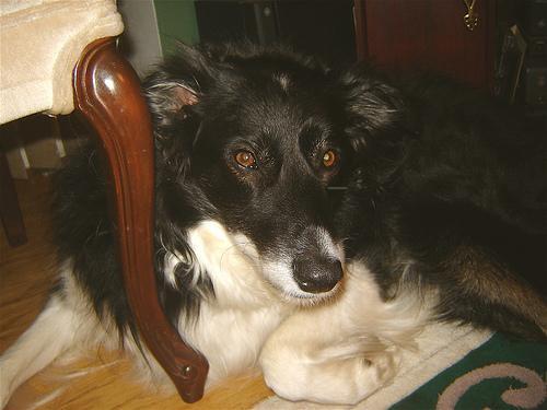 https://images.dog.ceo/breeds/collie-border/n02106166_324.jpg