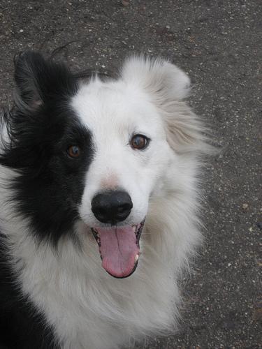 https://images.dog.ceo/breeds/collie-border/n02106166_3253.jpg