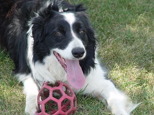 https://images.dog.ceo/breeds/collie-border/n02106166_3416.jpg