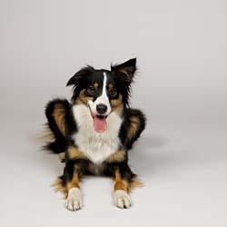 https://images.dog.ceo/breeds/collie-border/n02106166_3429.jpg