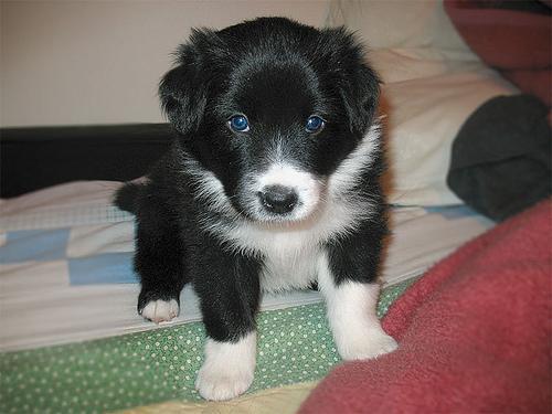 https://images.dog.ceo/breeds/collie-border/n02106166_3515.jpg