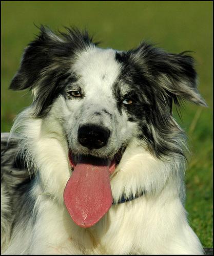 https://images.dog.ceo/breeds/collie-border/n02106166_3850.jpg