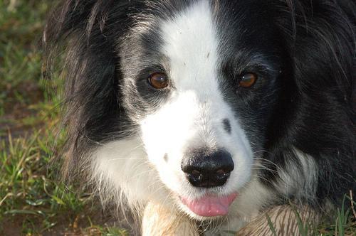 https://images.dog.ceo/breeds/collie-border/n02106166_3865.jpg