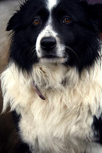 https://images.dog.ceo/breeds/collie-border/n02106166_3882.jpg