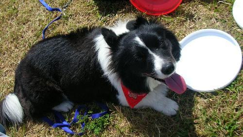 https://images.dog.ceo/breeds/collie-border/n02106166_416.jpg