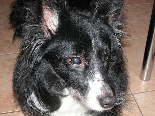 https://images.dog.ceo/breeds/collie-border/n02106166_4450.jpg