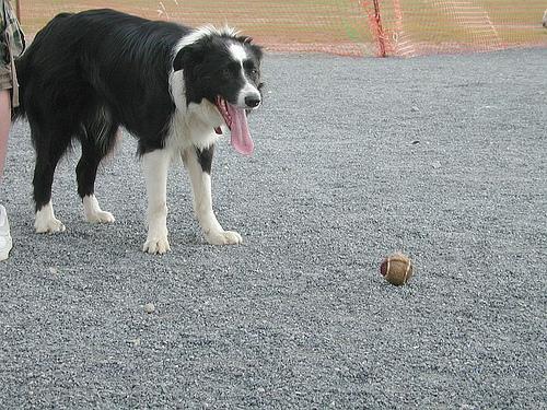 https://images.dog.ceo/breeds/collie-border/n02106166_459.jpg