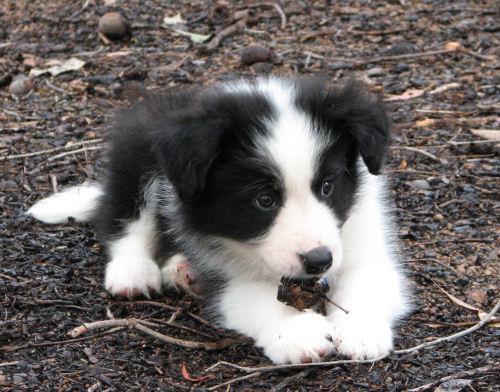 https://images.dog.ceo/breeds/collie-border/n02106166_4625.jpg