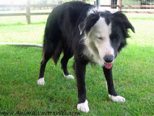 https://images.dog.ceo/breeds/collie-border/n02106166_470.jpg