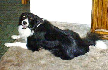 https://images.dog.ceo/breeds/collie-border/n02106166_4733.jpg