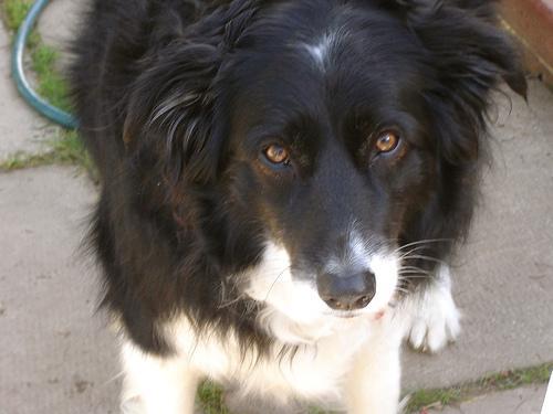 https://images.dog.ceo/breeds/collie-border/n02106166_4753.jpg