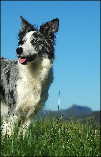 https://images.dog.ceo/breeds/collie-border/n02106166_4957.jpg