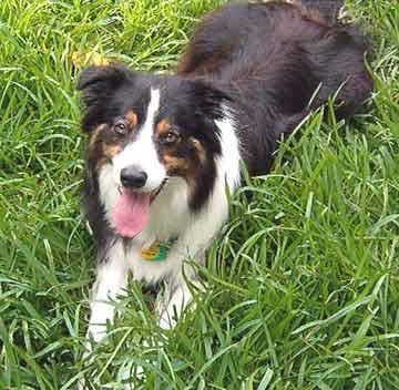 https://images.dog.ceo/breeds/collie-border/n02106166_5047.jpg