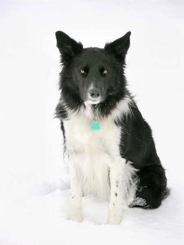 https://images.dog.ceo/breeds/collie-border/n02106166_5073.jpg