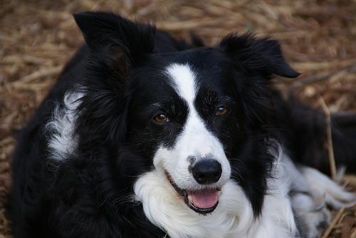 https://images.dog.ceo/breeds/collie-border/n02106166_5097.jpg