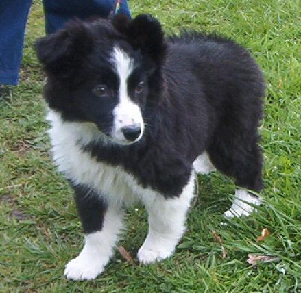 https://images.dog.ceo/breeds/collie-border/n02106166_549.jpg