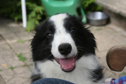 https://images.dog.ceo/breeds/collie-border/n02106166_5607.jpg