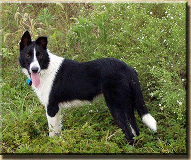 https://images.dog.ceo/breeds/collie-border/n02106166_615.jpg