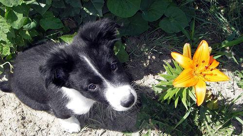 https://images.dog.ceo/breeds/collie-border/n02106166_6512.jpg