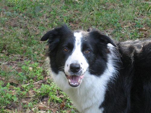 https://images.dog.ceo/breeds/collie-border/n02106166_6545.jpg