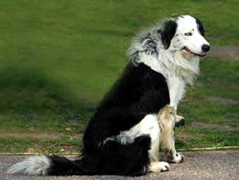 https://images.dog.ceo/breeds/collie-border/n02106166_6698.jpg