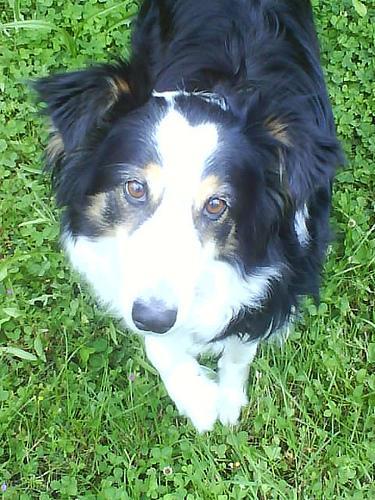 https://images.dog.ceo/breeds/collie-border/n02106166_678.jpg