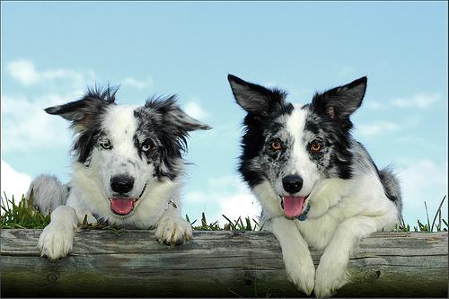 https://images.dog.ceo/breeds/collie-border/n02106166_6824.jpg