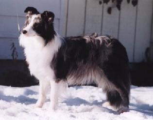 https://images.dog.ceo/breeds/collie-border/n02106166_6833.jpg