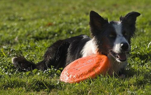 https://images.dog.ceo/breeds/collie-border/n02106166_685.jpg