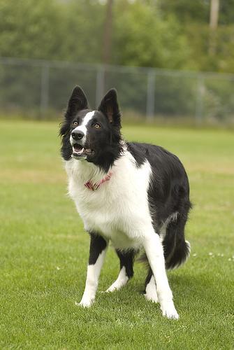 https://images.dog.ceo/breeds/collie-border/n02106166_7074.jpg