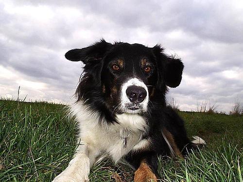 https://images.dog.ceo/breeds/collie-border/n02106166_7105.jpg