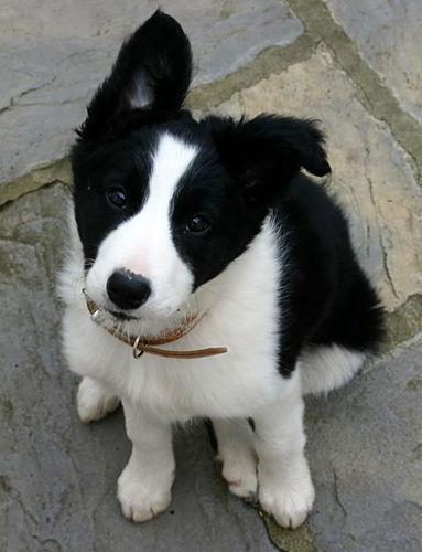 https://images.dog.ceo/breeds/collie-border/n02106166_7329.jpg