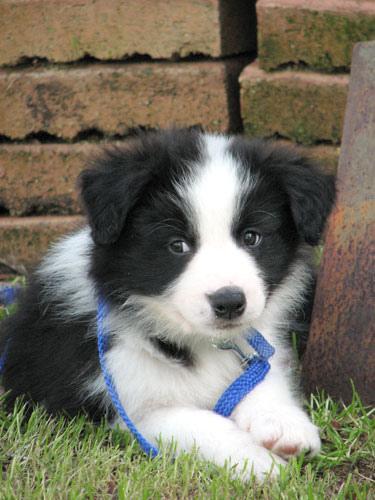 https://images.dog.ceo/breeds/collie-border/n02106166_739.jpg