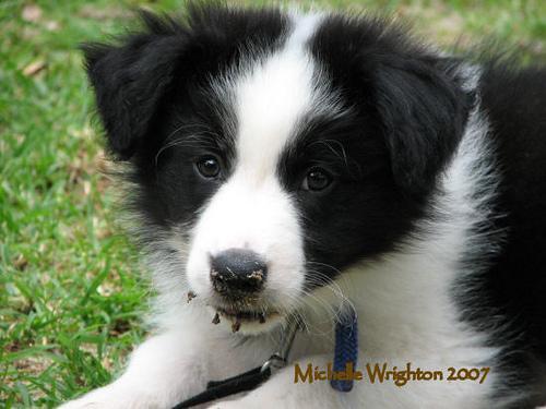 https://images.dog.ceo/breeds/collie-border/n02106166_7447.jpg