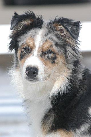 https://images.dog.ceo/breeds/collie-border/n02106166_7543.jpg