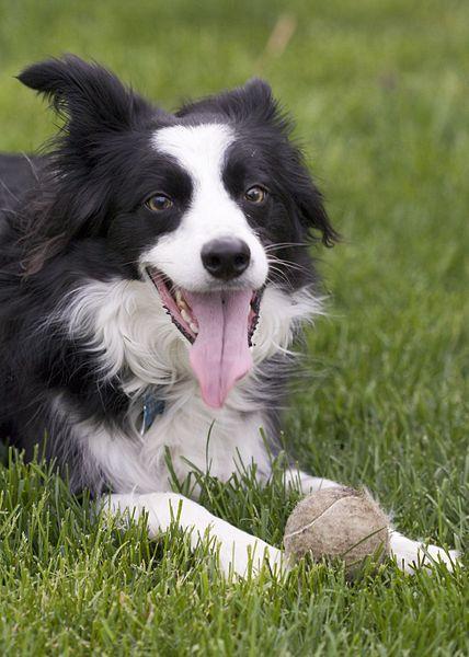 https://images.dog.ceo/breeds/collie-border/n02106166_8037.jpg