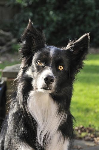 https://images.dog.ceo/breeds/collie-border/n02106166_930.jpg