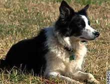 https://images.dog.ceo/breeds/collie-border/n02106166_943.jpg