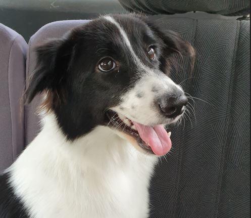 https://images.dog.ceo/breeds/collie-border/niuniu.jpg