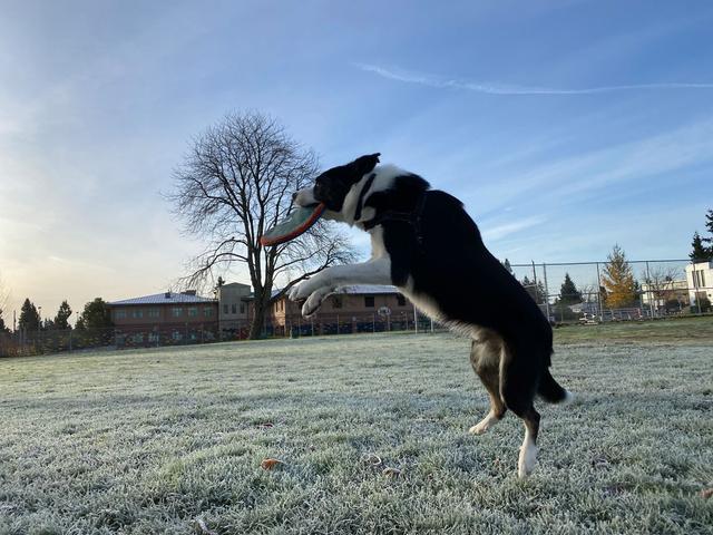 https://images.dog.ceo/breeds/collie-border/pippin2.jpg