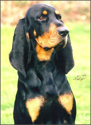 https://images.dog.ceo/breeds/coonhound/n02089078_1025.jpg