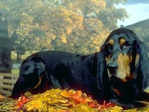 https://images.dog.ceo/breeds/coonhound/n02089078_1064.jpg