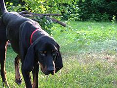 https://images.dog.ceo/breeds/coonhound/n02089078_1245.jpg