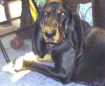 https://images.dog.ceo/breeds/coonhound/n02089078_1275.jpg