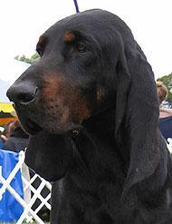 https://images.dog.ceo/breeds/coonhound/n02089078_1304.jpg