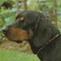 https://images.dog.ceo/breeds/coonhound/n02089078_1617.jpg