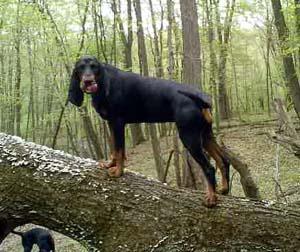 https://images.dog.ceo/breeds/coonhound/n02089078_1629.jpg