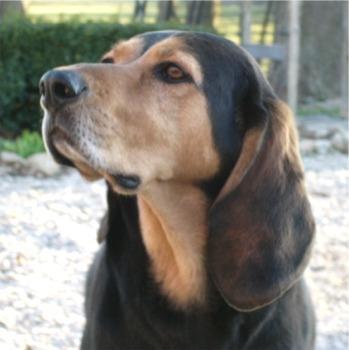 https://images.dog.ceo/breeds/coonhound/n02089078_1668.jpg