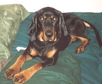 https://images.dog.ceo/breeds/coonhound/n02089078_1681.jpg