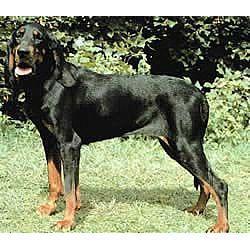 https://images.dog.ceo/breeds/coonhound/n02089078_1735.jpg